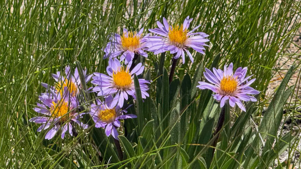 Nature 2 photo
