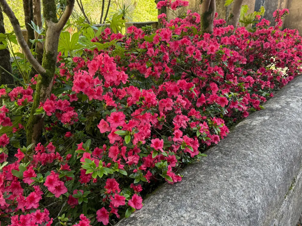 Nature 2 photo